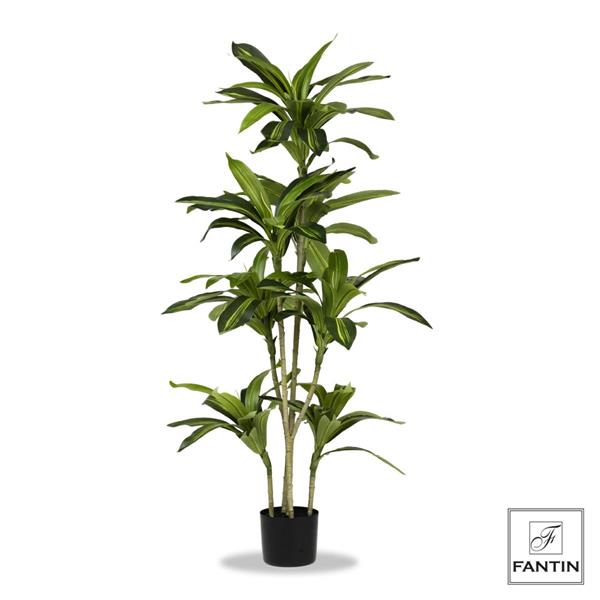 SET 2 PIANTE TROPICALE CON VASO CM. H150