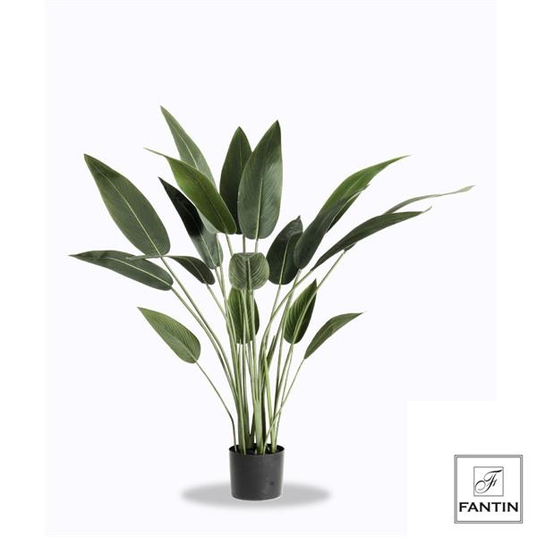 SET 2 PIANTE STRELITZIA CON VASO CM. H120