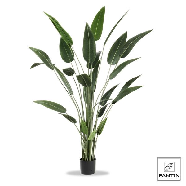 SET 2 PIANTE STRELITZIA CON VASO CM. H180