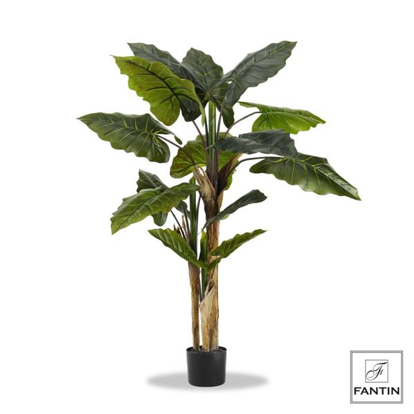 SET 2 PIANTE ALOCASIA CON VASO CM. H140