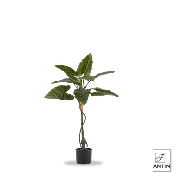 SET 2 PIANTE ALOCASIA CON VASO CM. H90