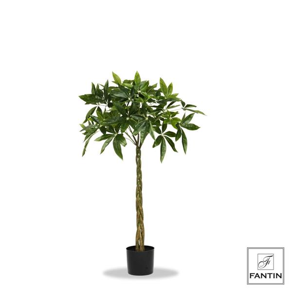 SET 2 PIANTE ALBERO DELLA FORTUNA CON VASO CM. 120