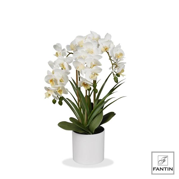 SET 2 PIANTE ORCHIDEA BIANCA 3 RAMI REAL TOUCH CON VASO CERAM.CM H60