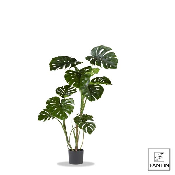 SET 2 PIANTE MONSTERA CON VASO NERO CM. H120