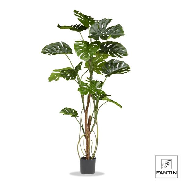 PIANTA MONSTERA CON VASO NERO CM. H200
