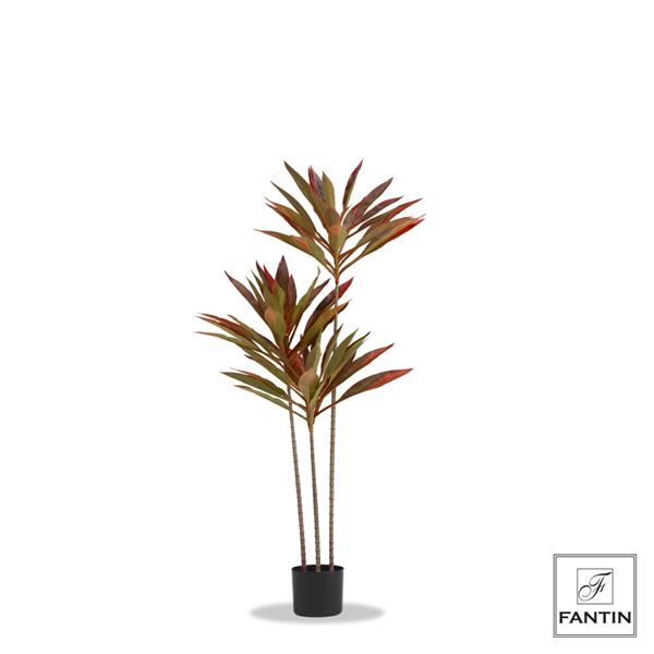 SET 2 PIANTE CORDYLINE CON VASO NERO CM. H120