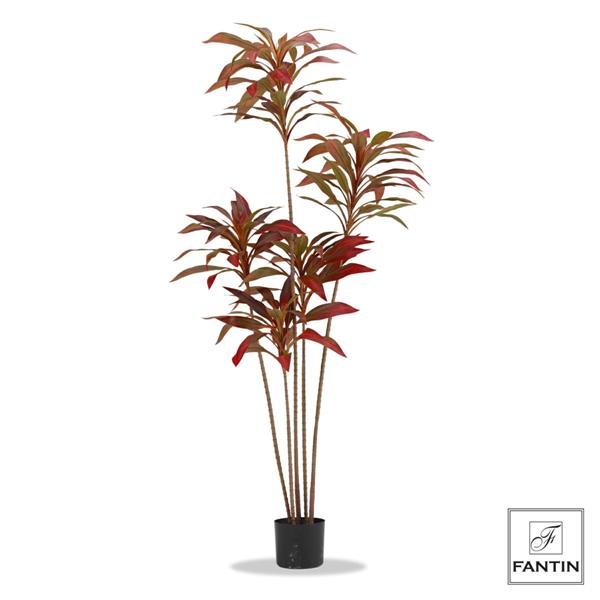 PIANTA CORDYLINE CON VASO NERO CM. H180