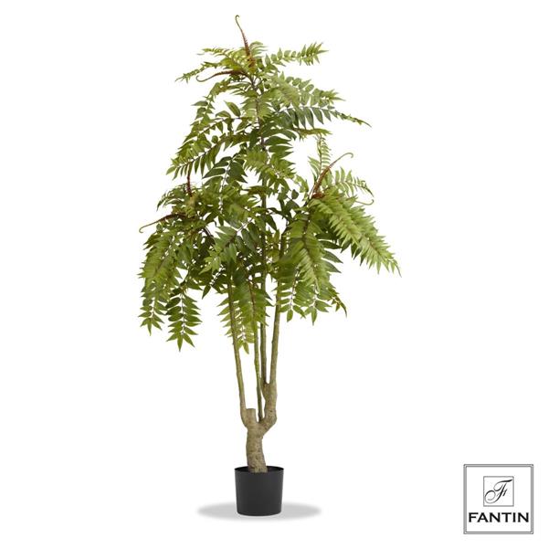 PIANTA AILANTO CON VASO NERO CM. H190