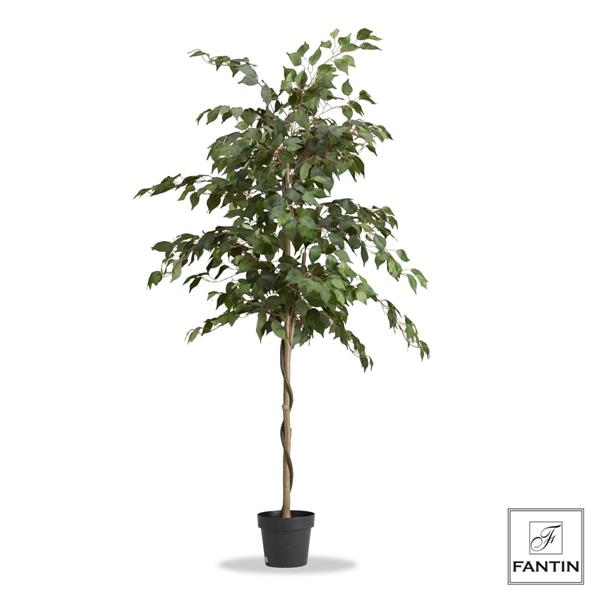 PIANTA FICUS BENJAMIN CON VASO NERO CM. H180