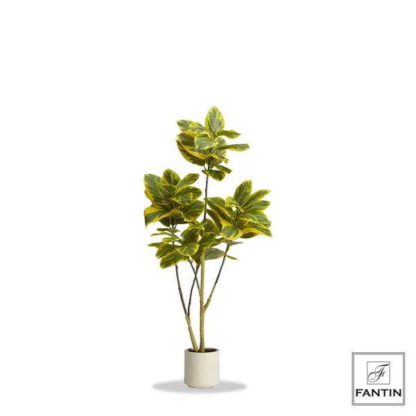 SET 2 PIANTE FICUS ELASTICA CON VASO BIANCO CM. H120