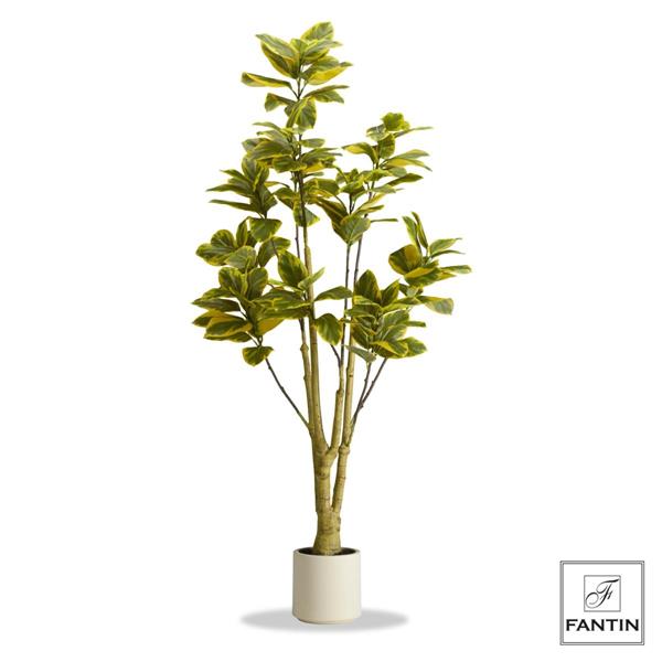 PIANTA FICUS ELASTICA CON VASO BIANCO CM. H180