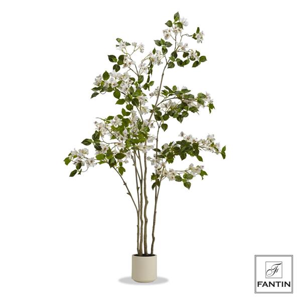 PIANTA BOUGAINVILLEA CON VASO BIANCO CM. H170